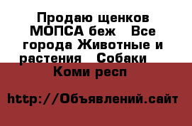Продаю щенков МОПСА беж - Все города Животные и растения » Собаки   . Коми респ.